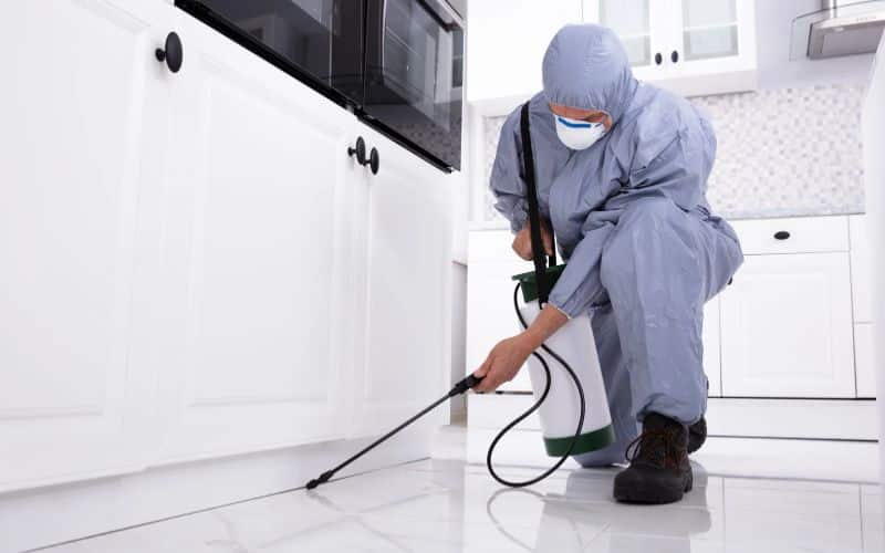 A Comprehensive Guide to Pest Control: All You Need to Know